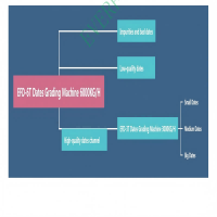 5 grades of date palm sorting schemes